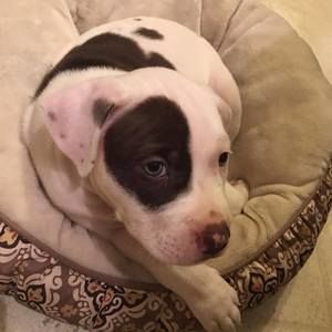 Meet your Posher, Mia